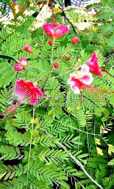 Caesalpinia pulcherrima (Peacock flower)